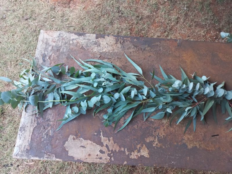RondomBos Pennygum Eucalyptus